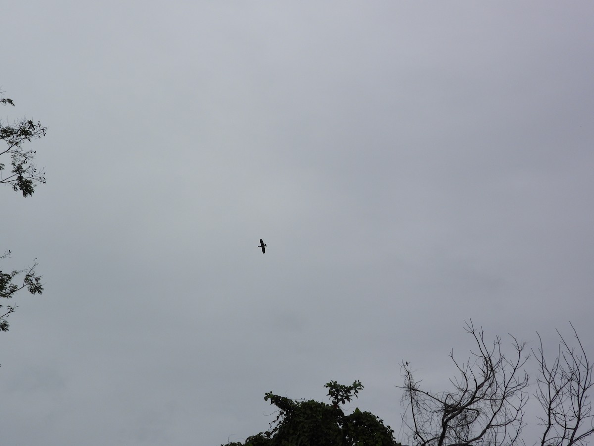 Suirirí de Java - ML645545449