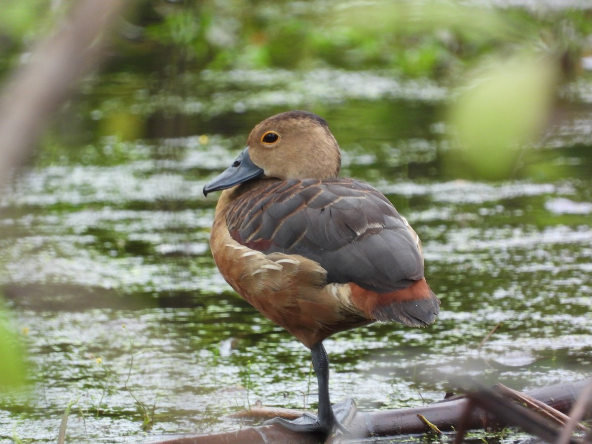 Suirirí de Java - ML645545450