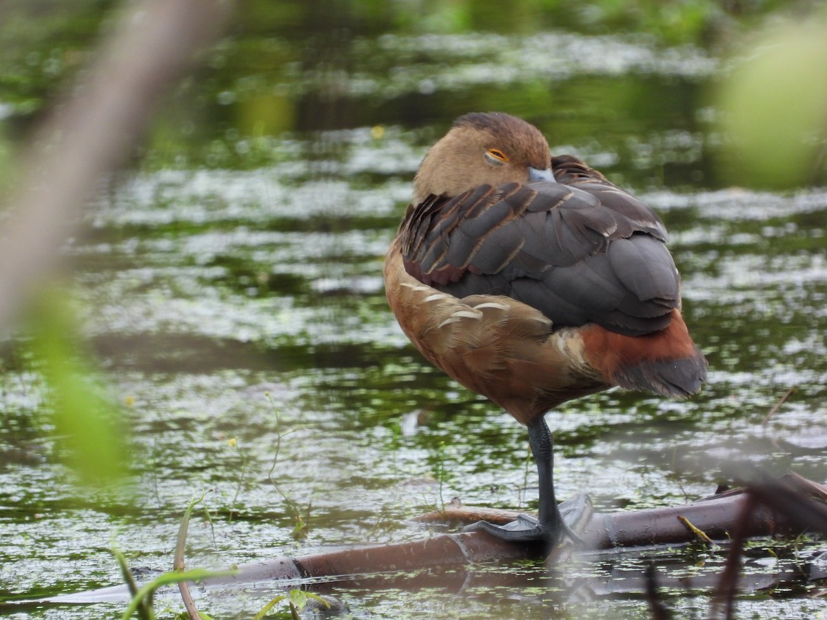 Suirirí de Java - ML645545451