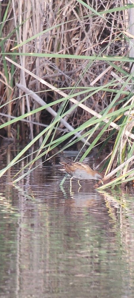 Polluela Bastarda - ML645545452