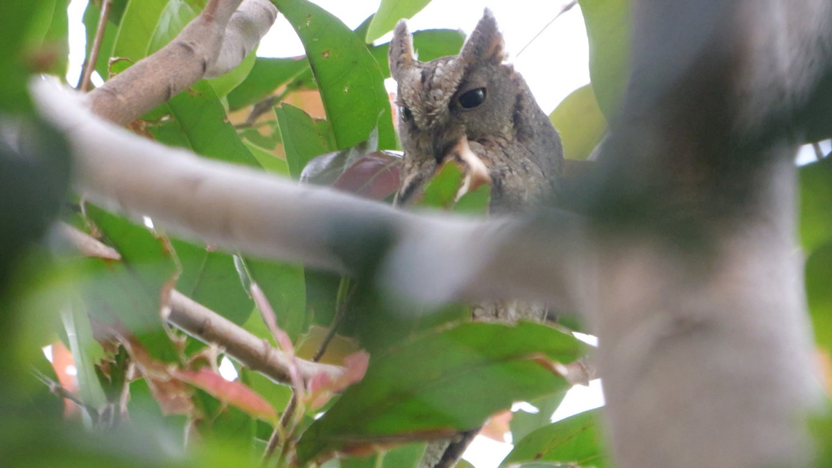 Autillo Oriental - ML645545453