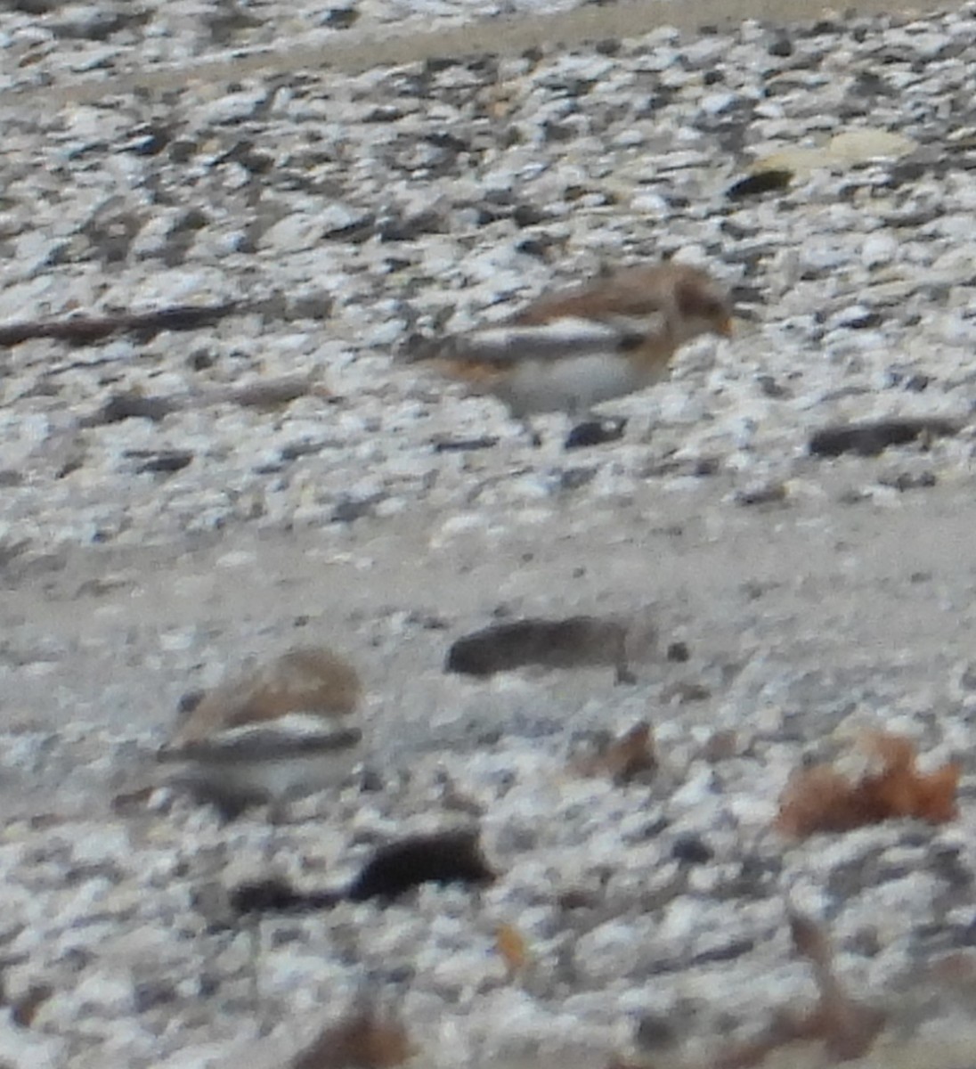 Escribano Nival - ML645545454