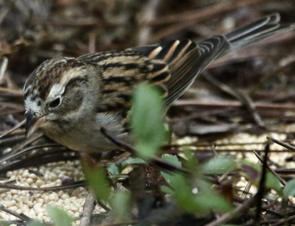Chingolo Cejiblanco - ML645545456
