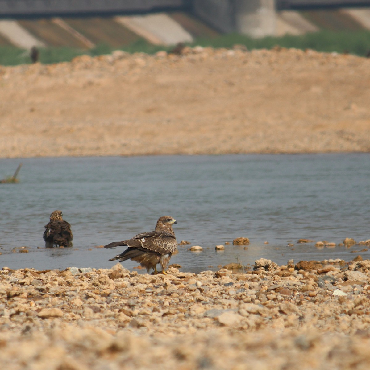 Milano Negro (Occidental) - ML645545457