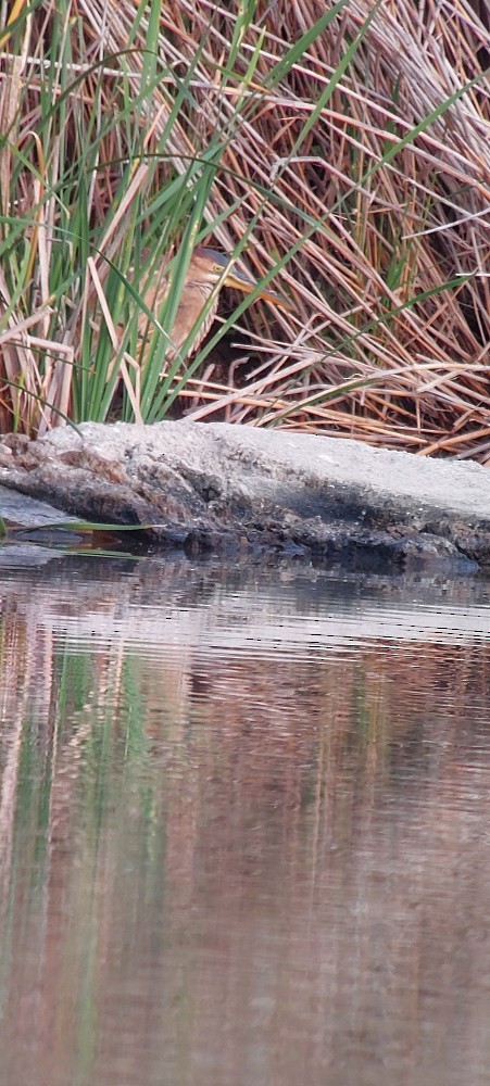 Garza Imperial - ML645545459