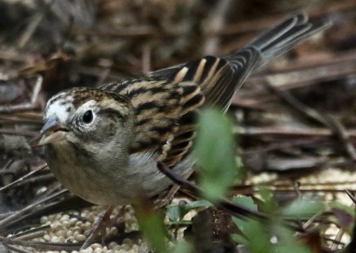Chingolo Cejiblanco - ML645545464