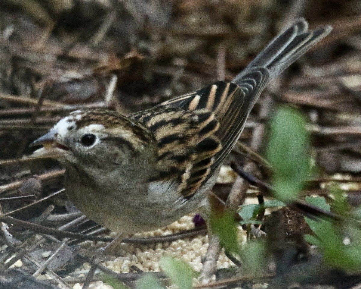 Chingolo Cejiblanco - ML645545467
