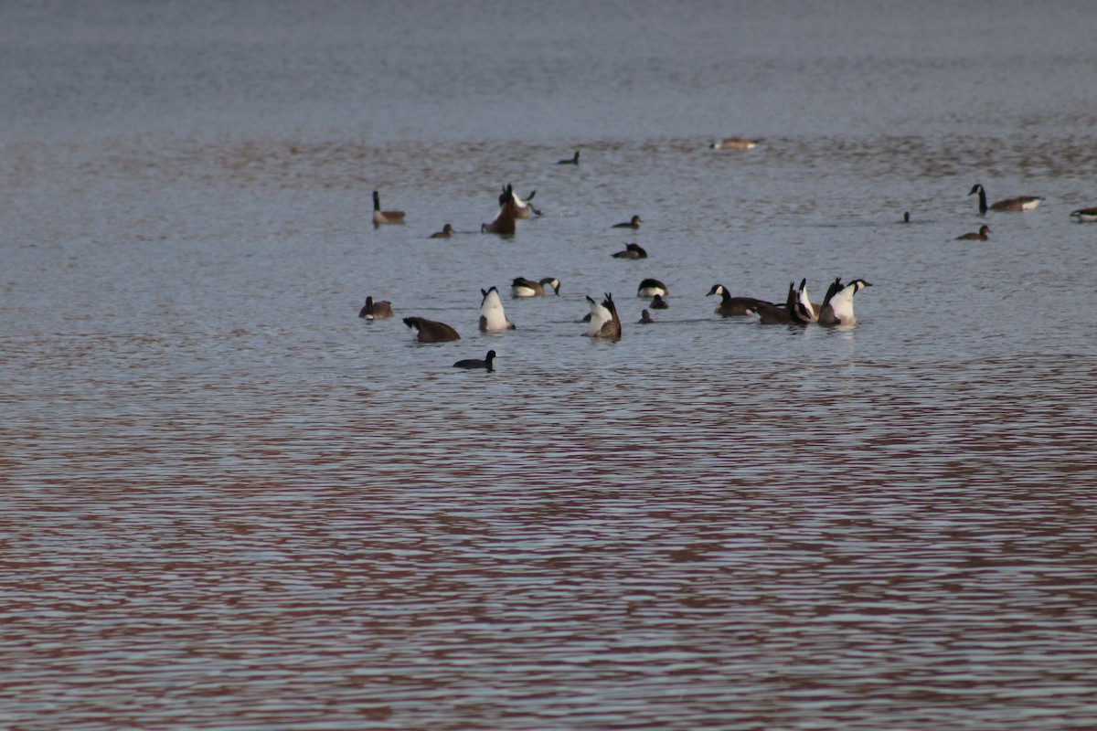 Focha Americana - ML645545468