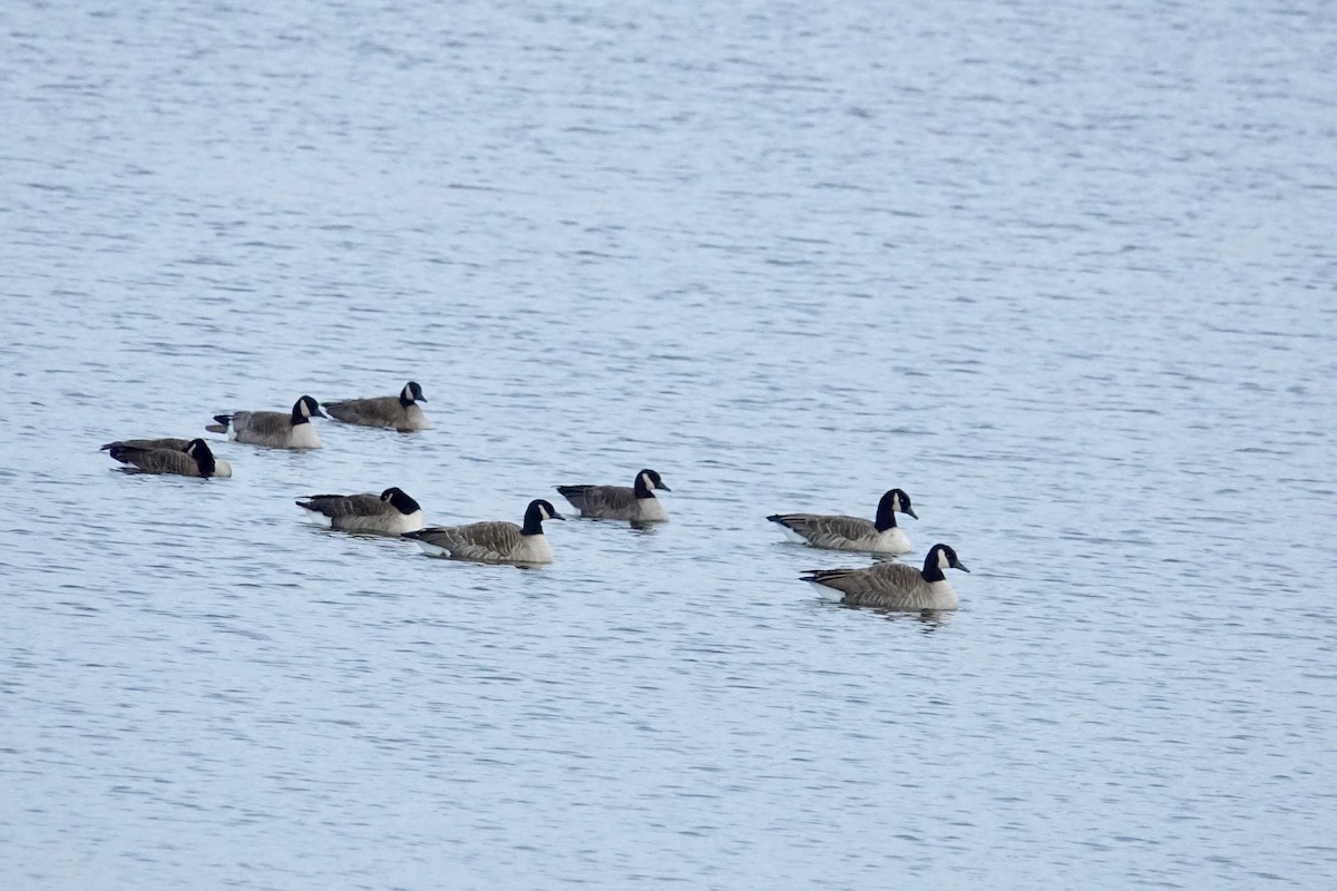 Canada Goose - ML645545484