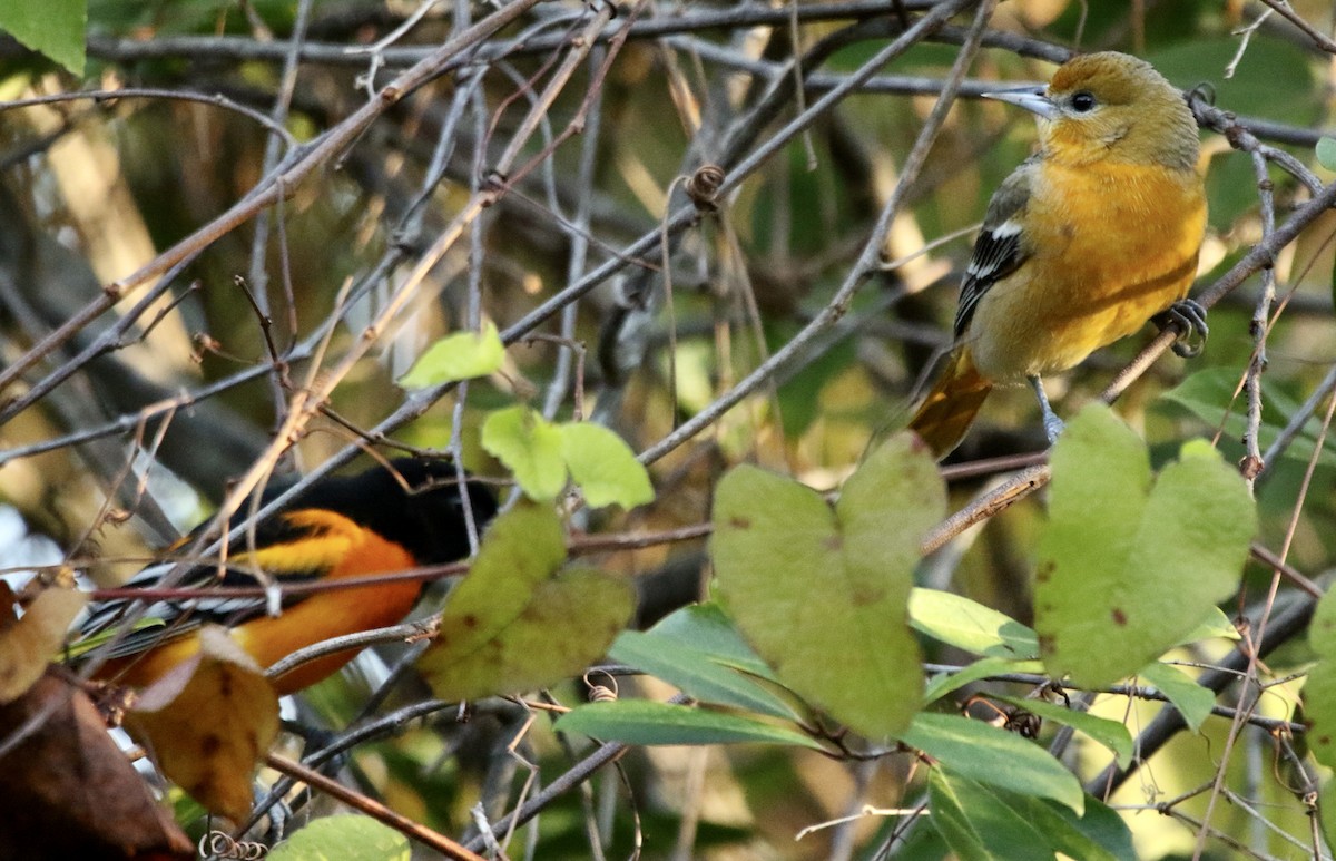 Балтиморский трупиал - ML645545487