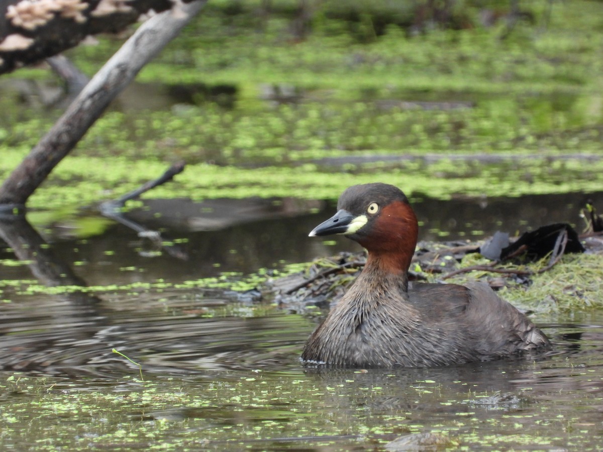 Little Grebe - ML645545489