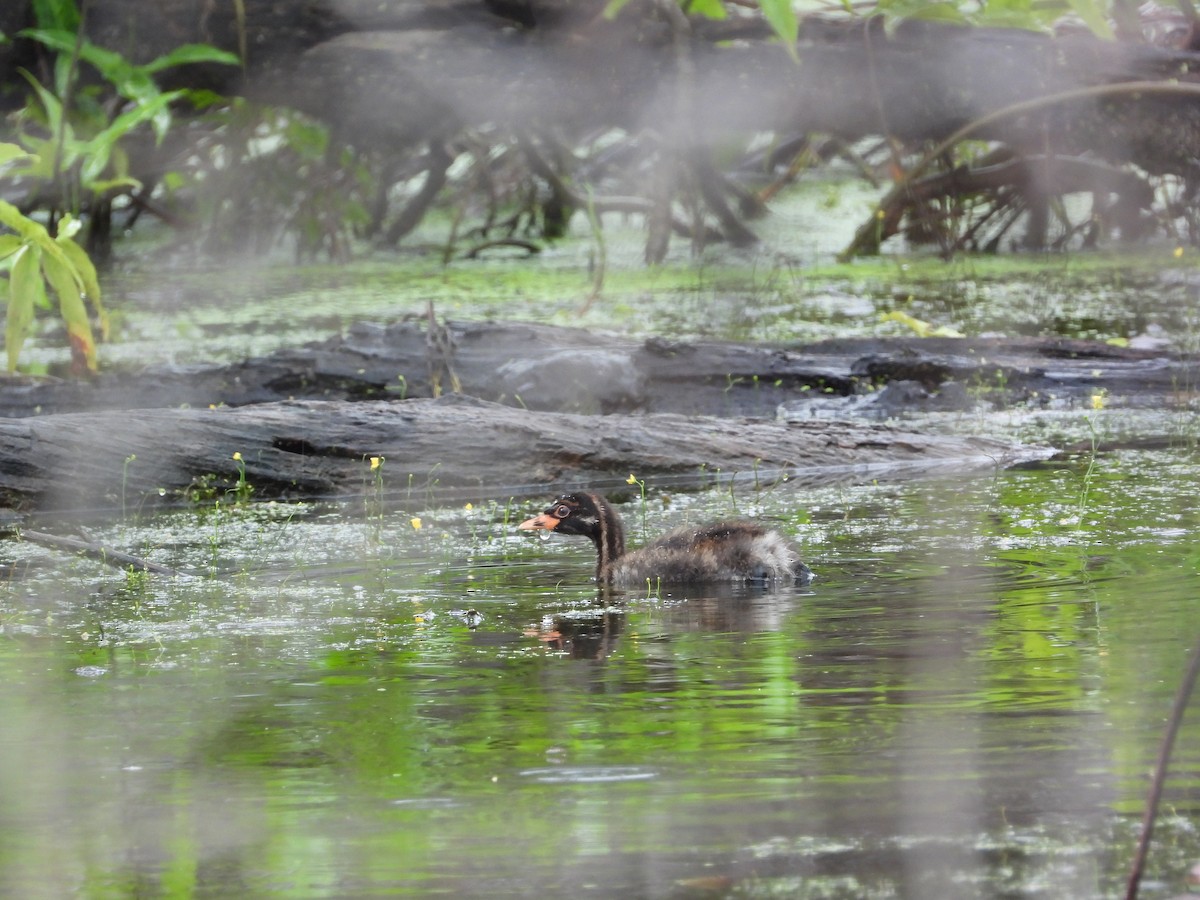 Little Grebe - ML645545491