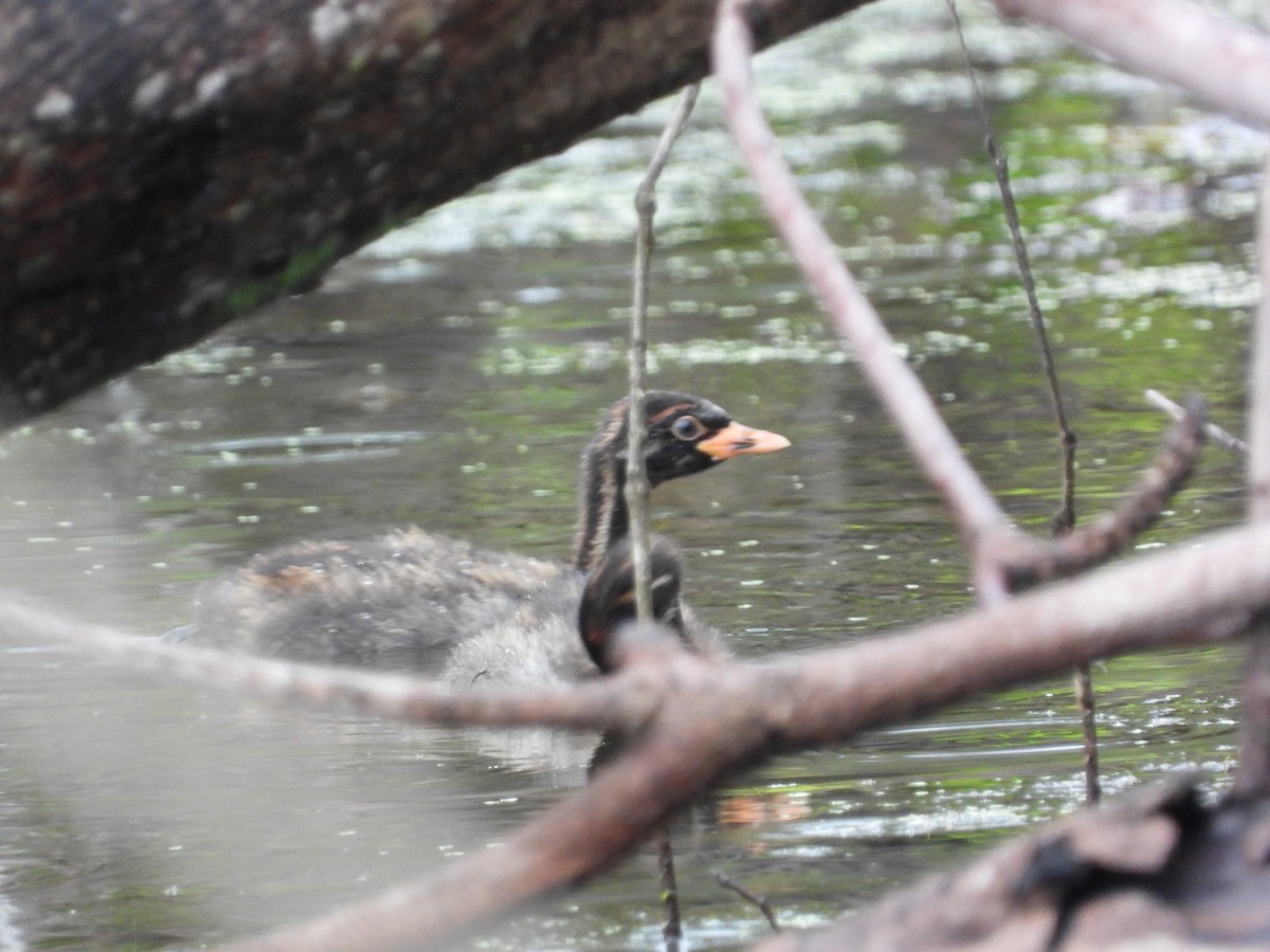 Little Grebe - ML645545497