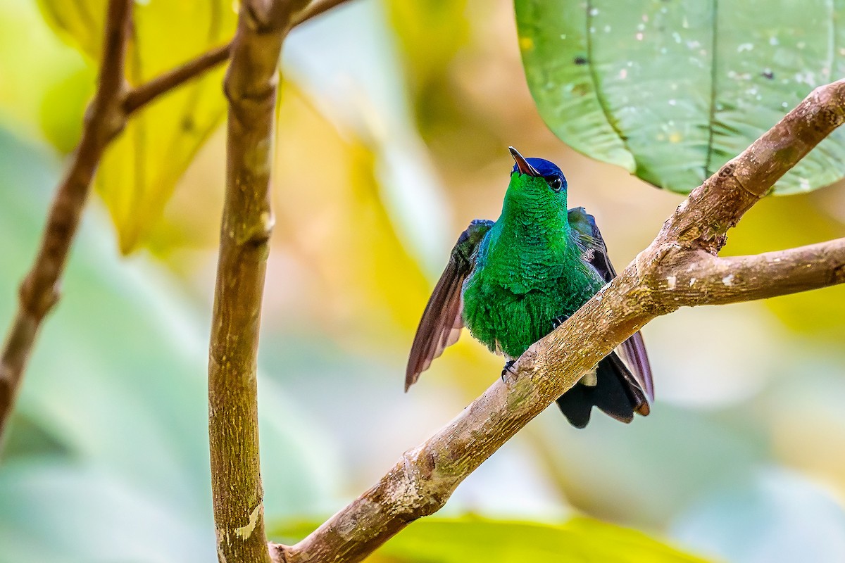 Amazilia Capiazul - ML645545509