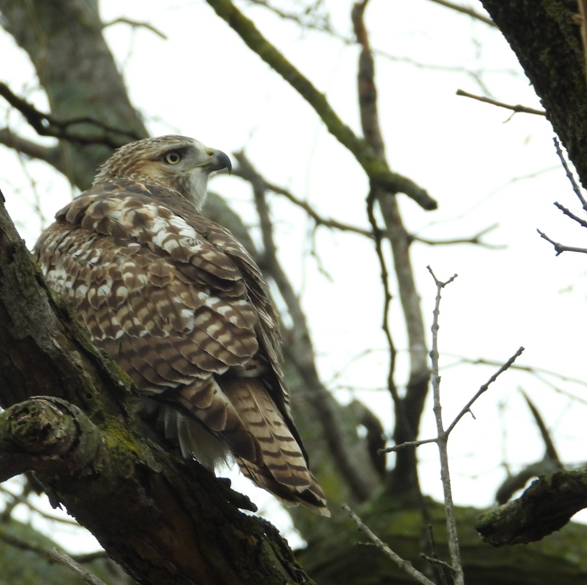 Red-tailed Hawk - ML645545515