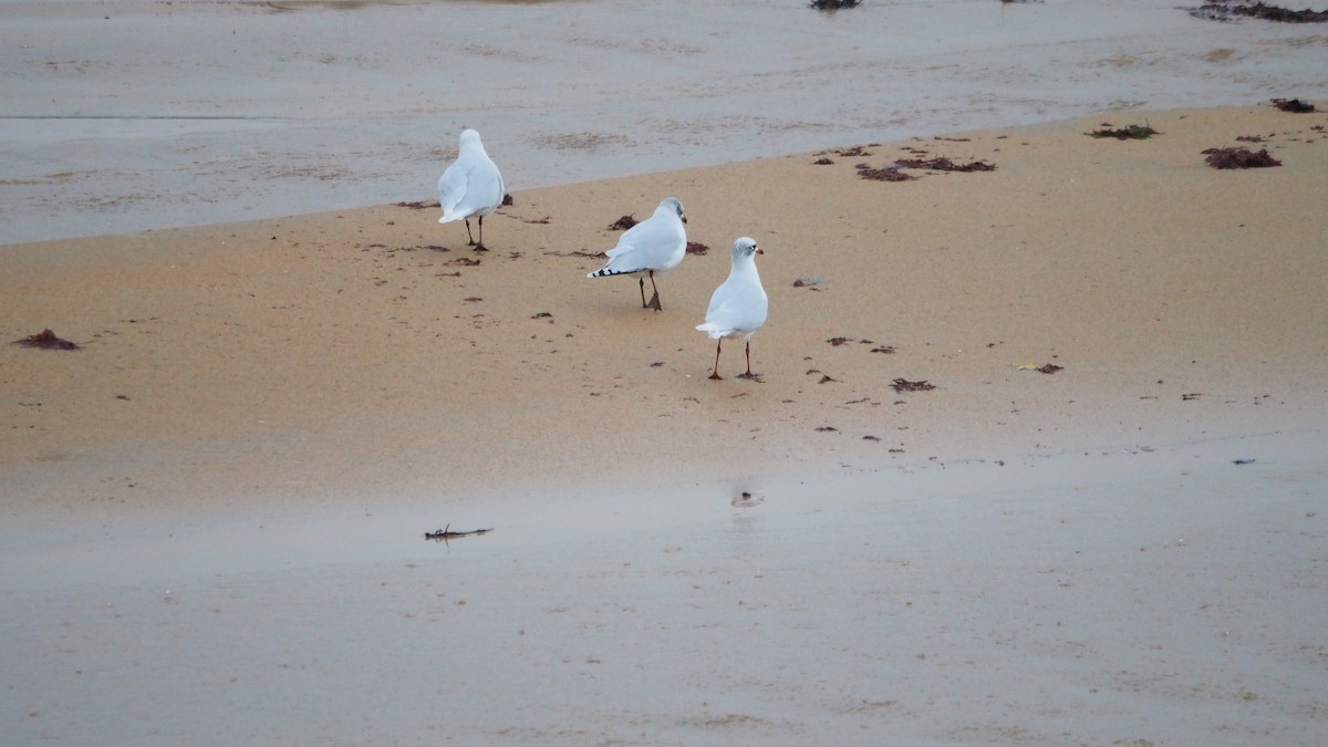 Mediterranean Gull - ML645545518