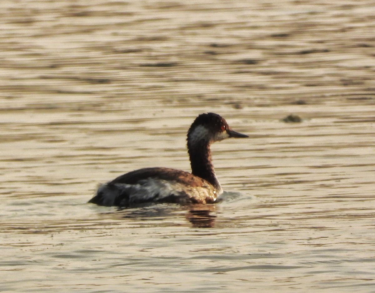 Eared Grebe - ML645545519