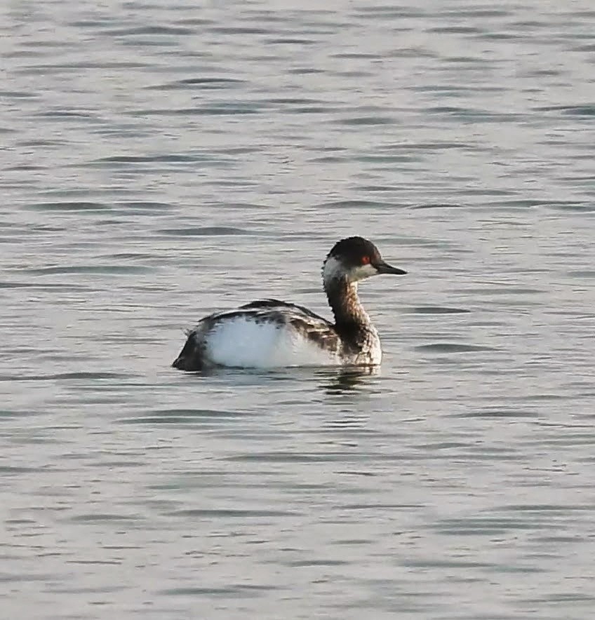 Eared Grebe - ML645545520