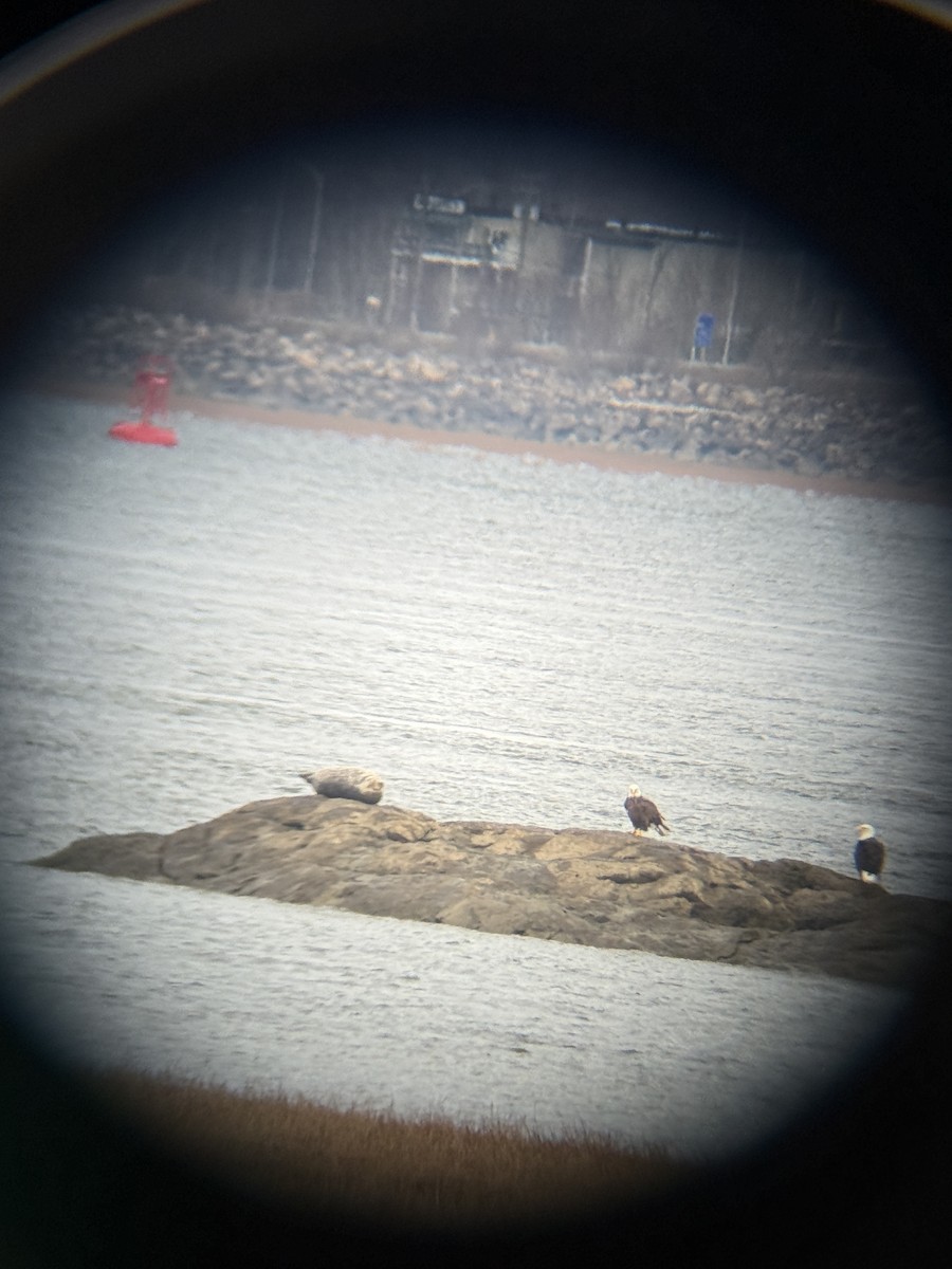 Bald Eagle - ML645545529