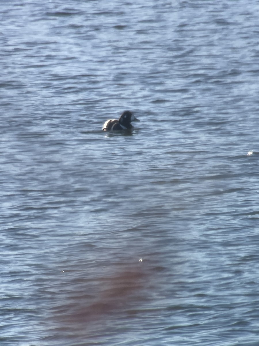 Moretta arlecchino - ML645545538