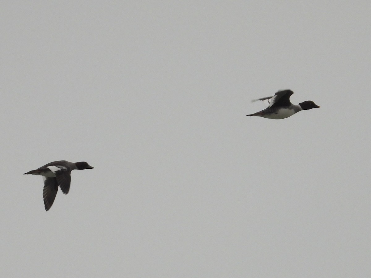 Common Goldeneye - ML645545540