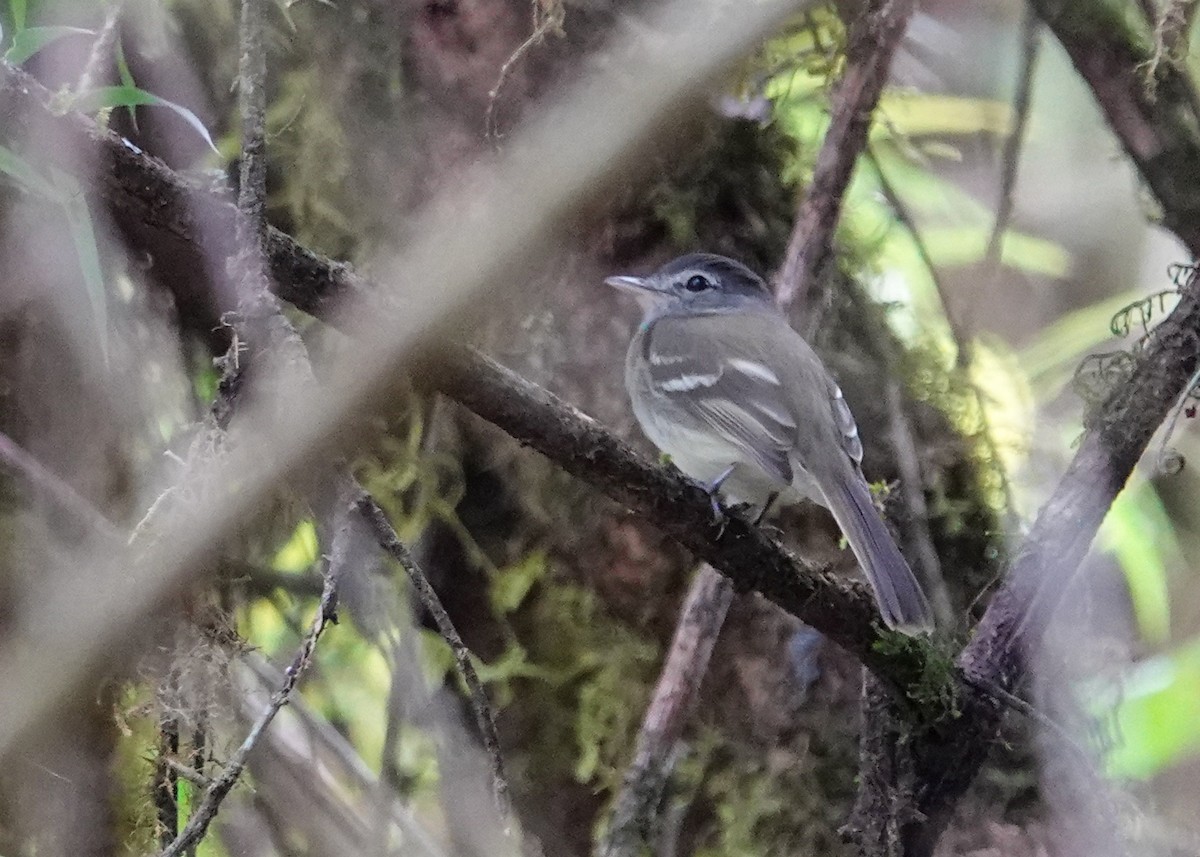 Mosquero Pechigrís - ML645545541