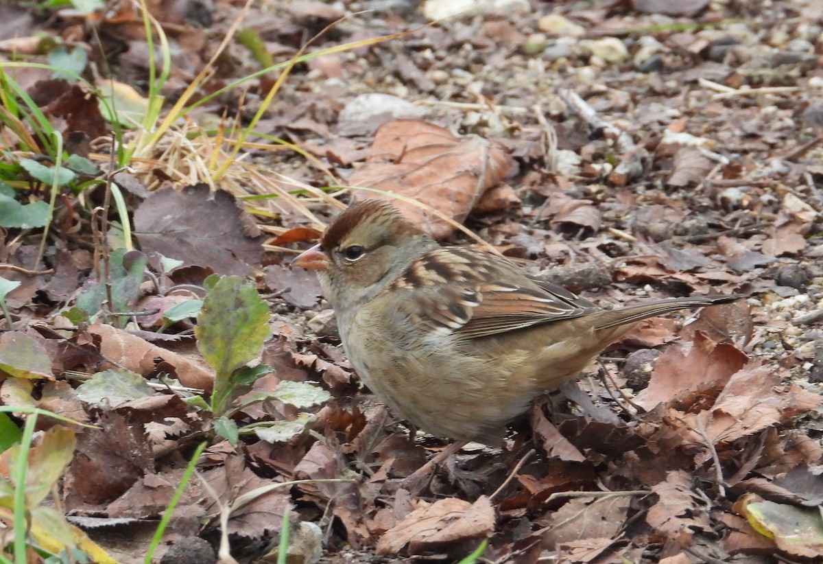 White-crowned Sparrow - ML645545552