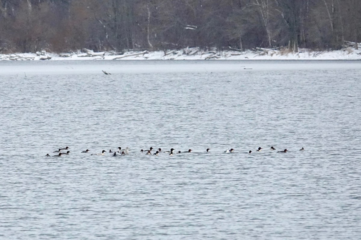 川秋沙 - ML645545557