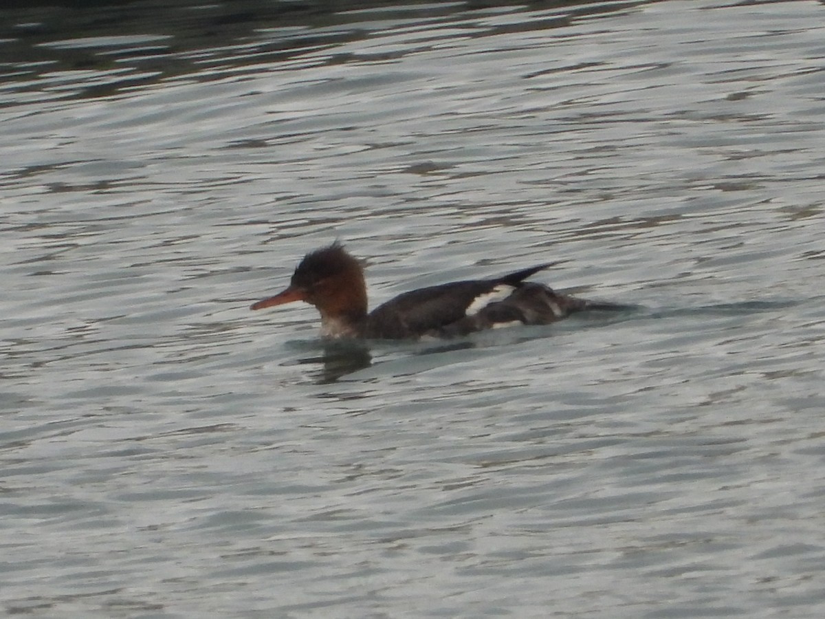 Red-breasted Merganser - ML645545560