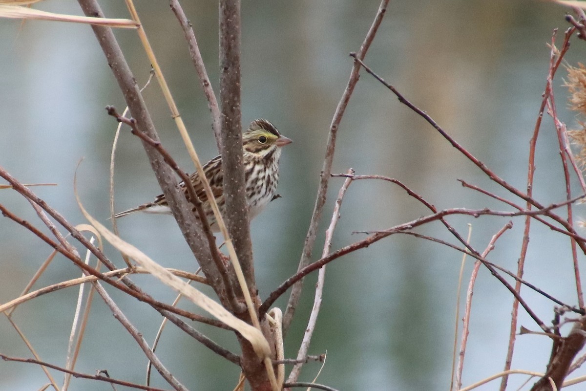 Savannah Sparrow - ML645545564