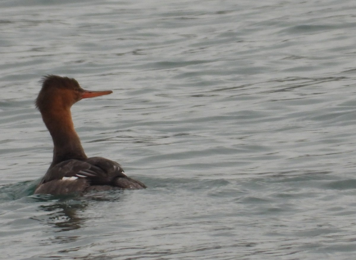 Red-breasted Merganser - ML645545565