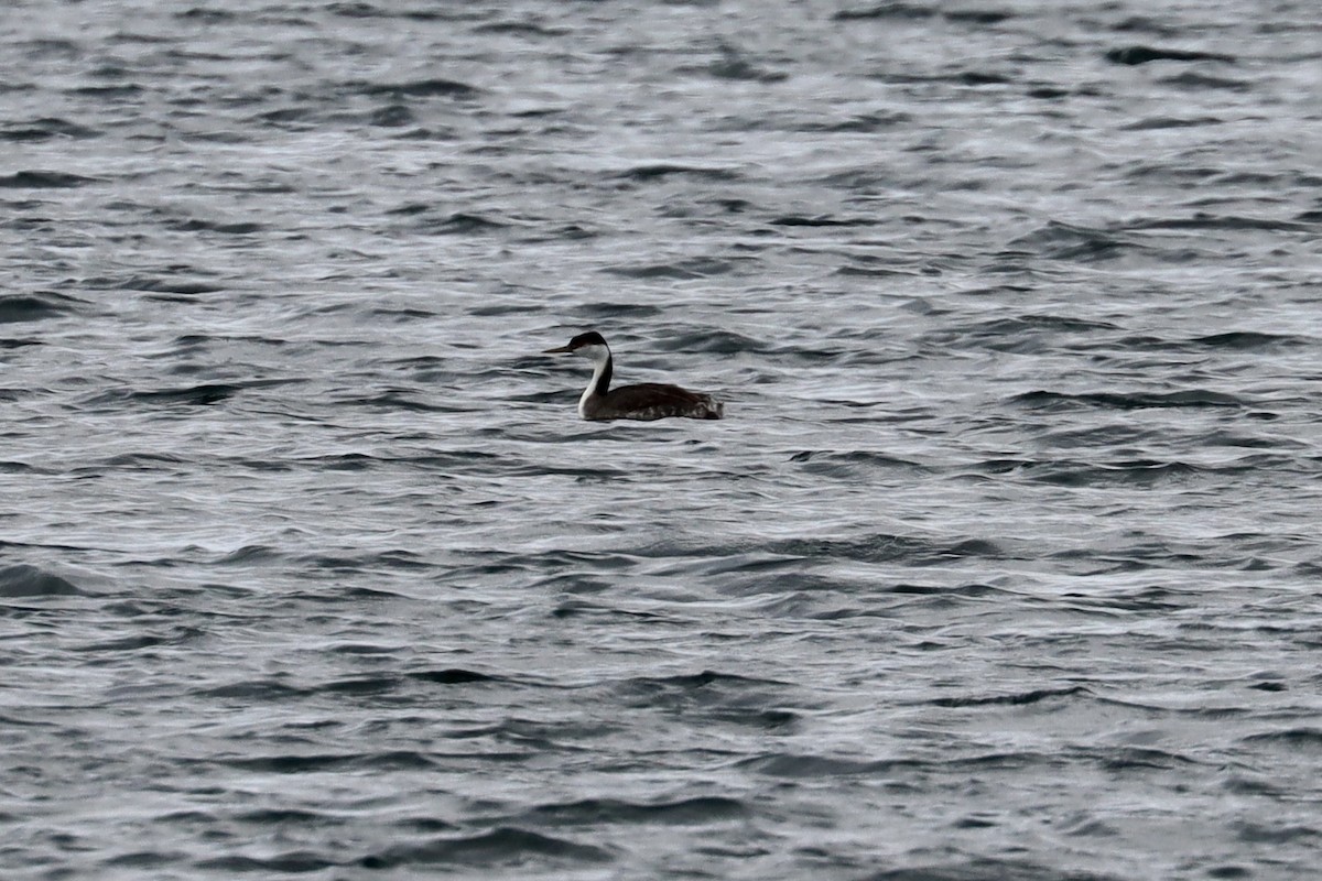 Western Grebe - ML645545566