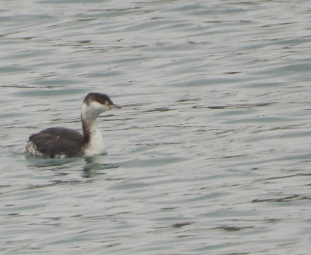 Horned Grebe - ML645545576
