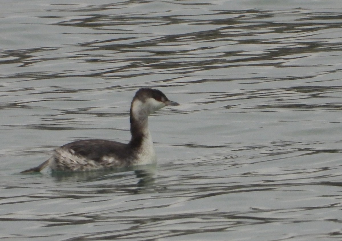 Horned Grebe - ML645545577