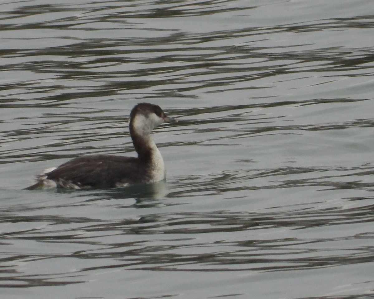Horned Grebe - ML645545578