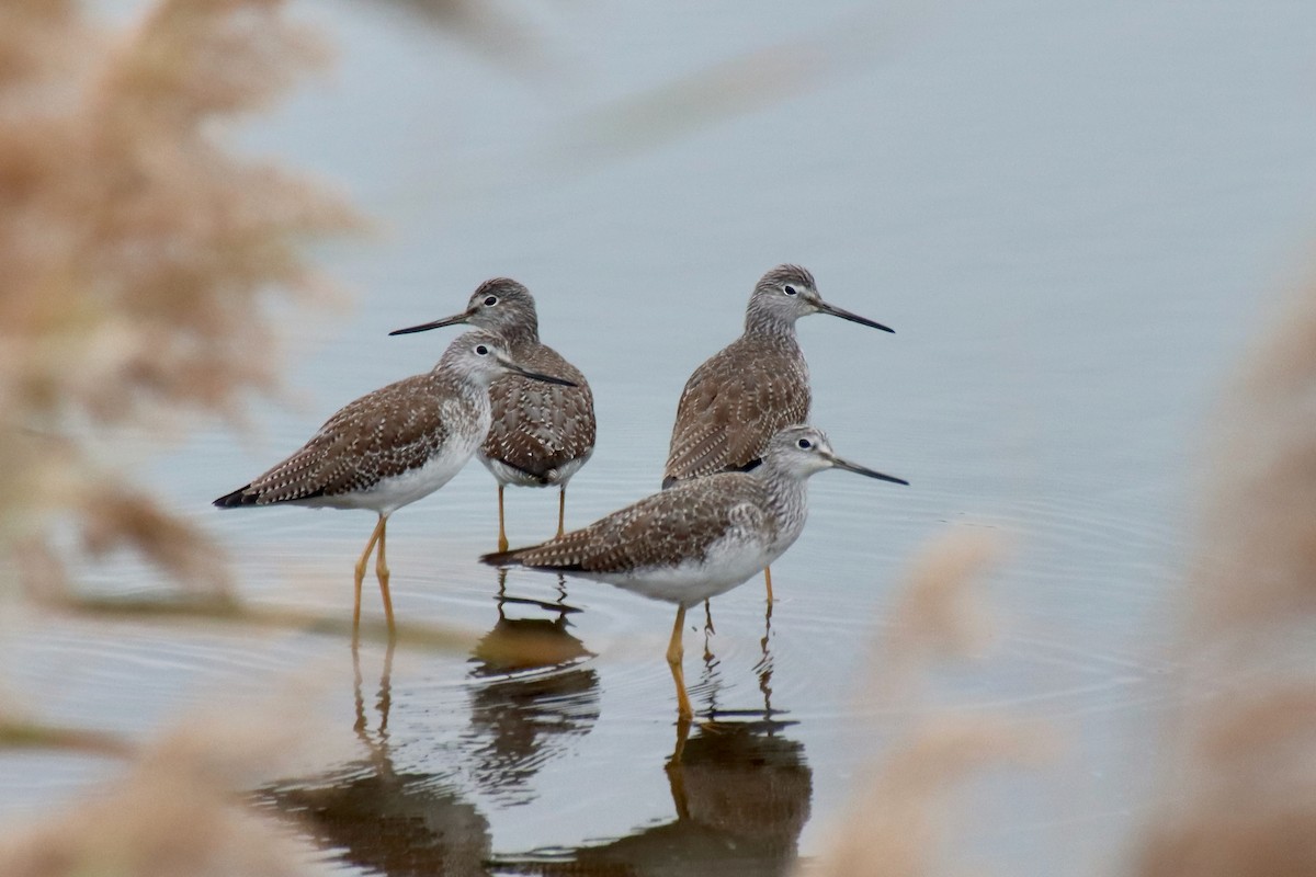 Greater Yellowlegs - ML645545580