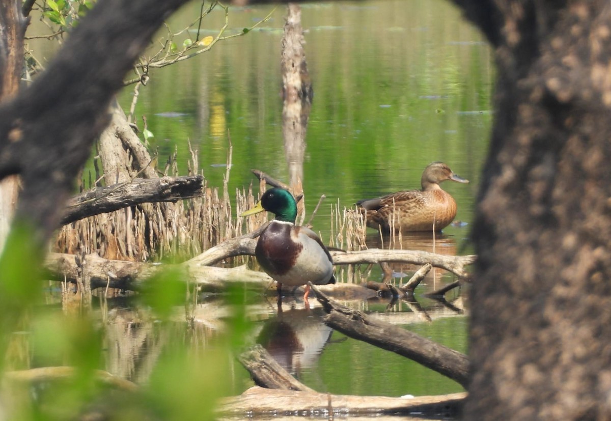 Mallard - ML645545582