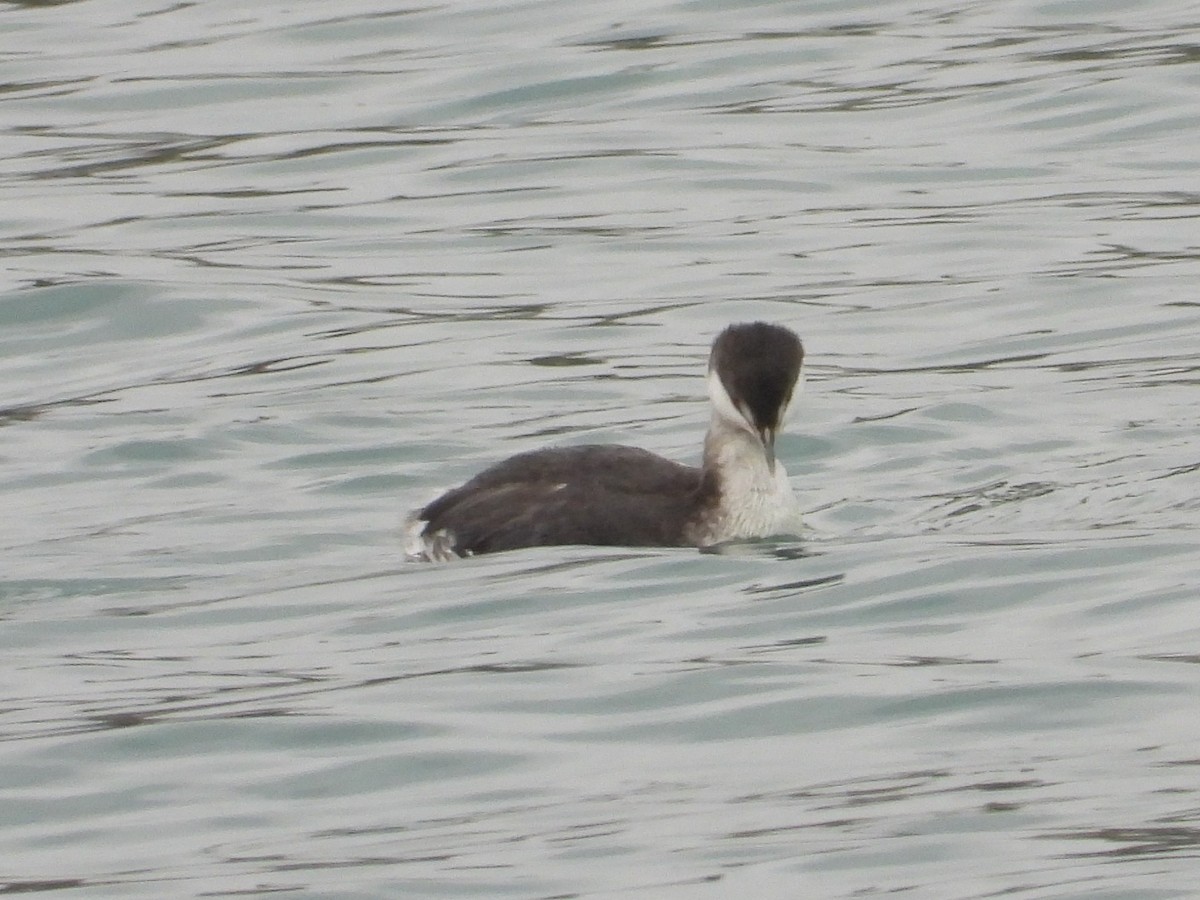 Horned Grebe - ML645545595