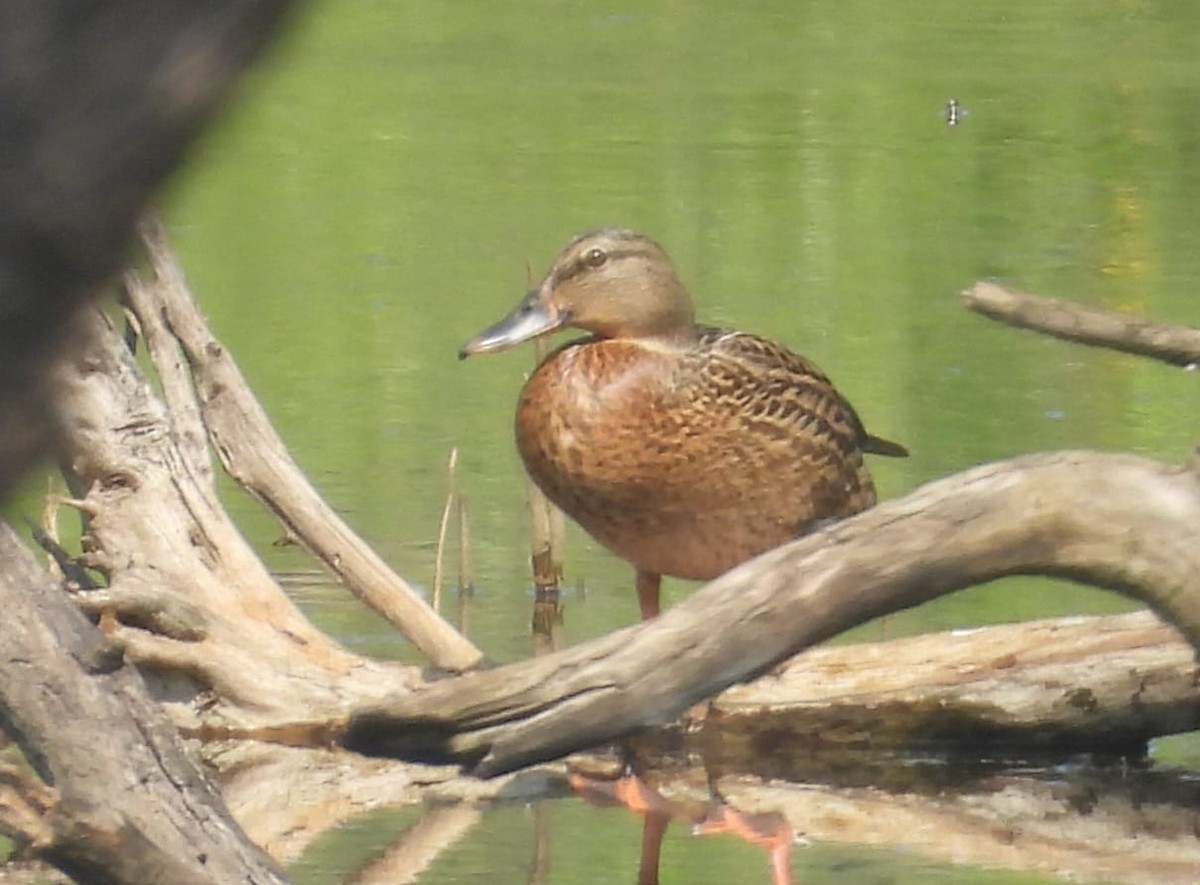 Mallard - ML645545597