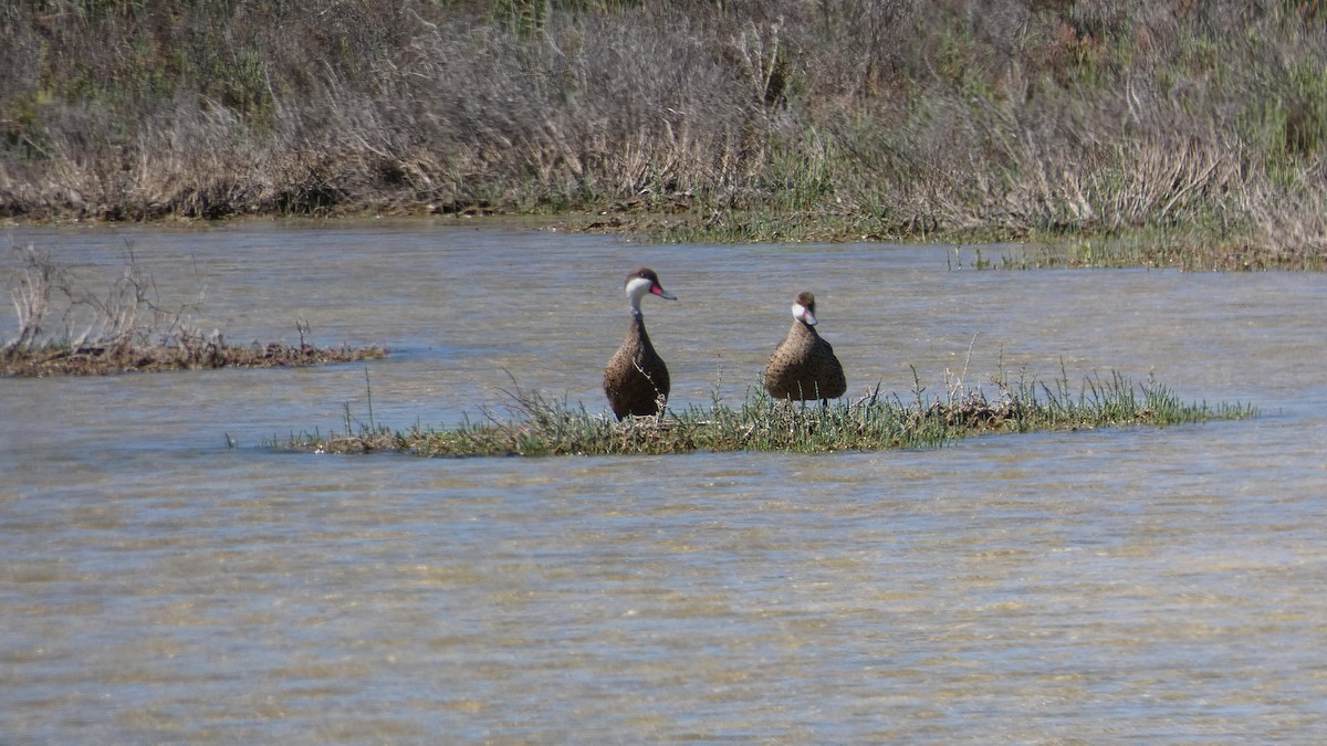 ostralka bělolící - ML645545601