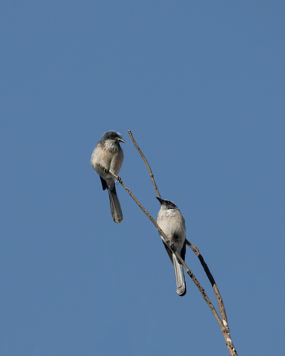 Woodhouse's Scrub-Jay - ML645545620