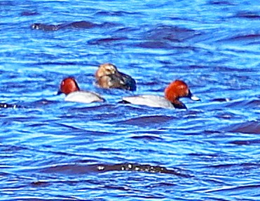 taffeland - ML645545630