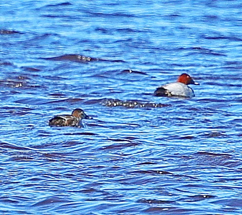 taffeland - ML645545631