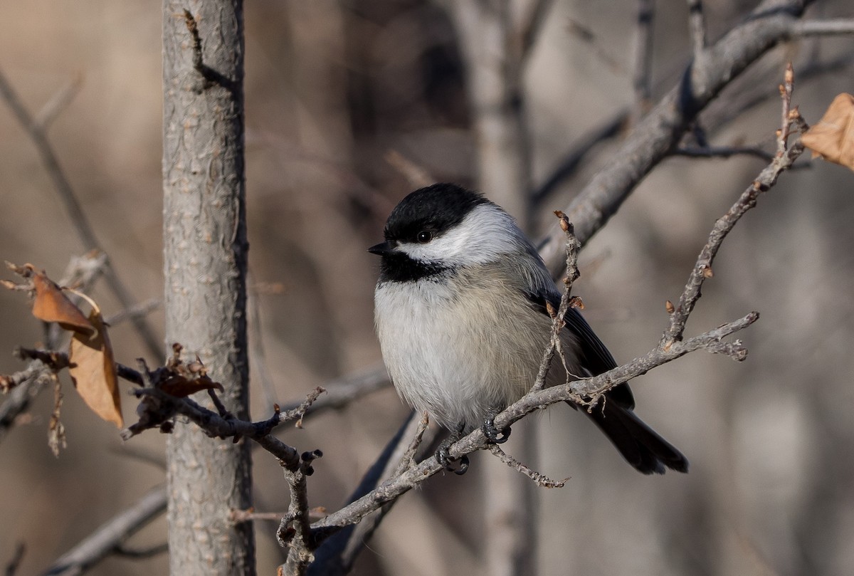 Black-capped Chickadee - ML645545632