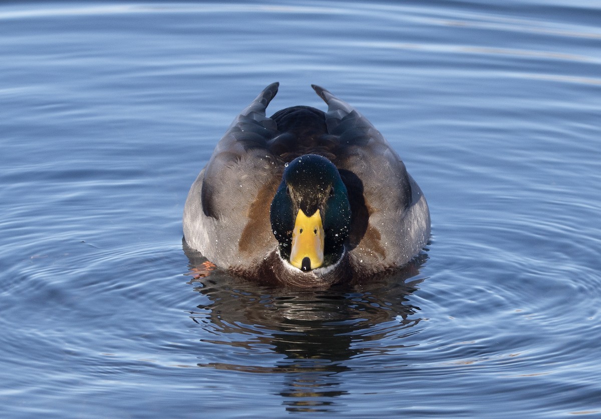 Зэрлэг нугас - ML645545636