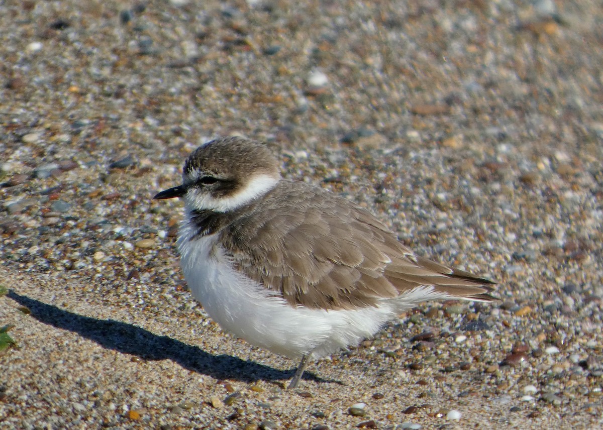 Snowy Plover - ML645545653
