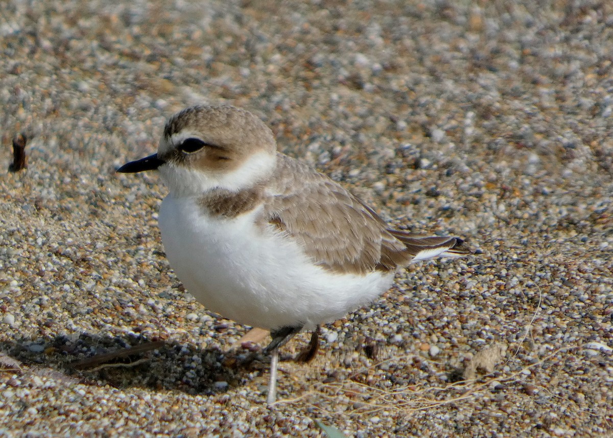 Snowy Plover - ML645545655