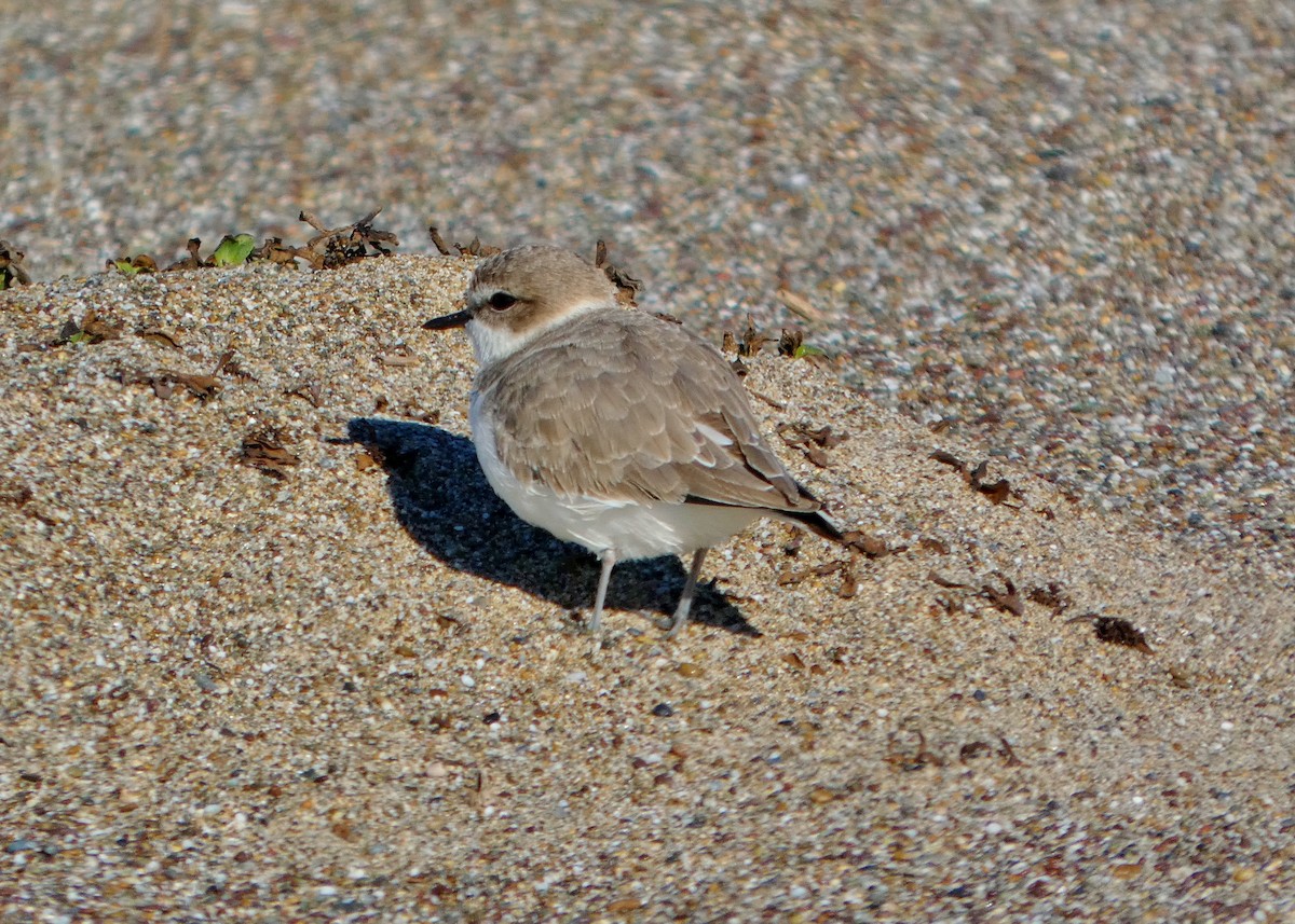 Snowy Plover - ML645545657
