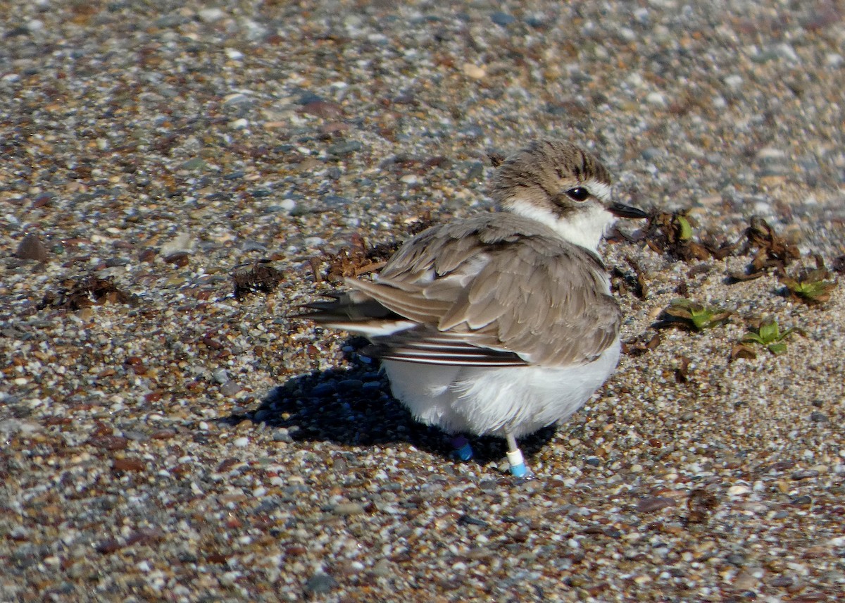Snowy Plover - ML645545658