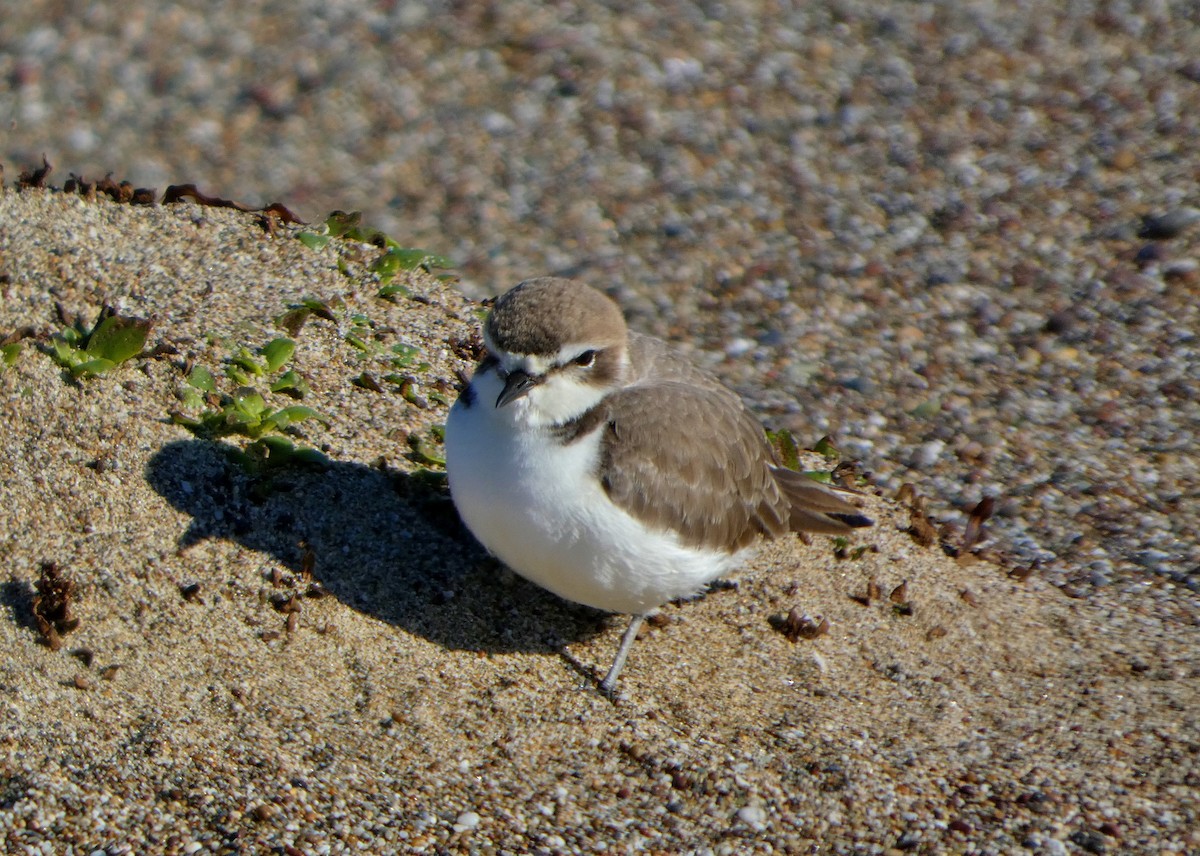 Snowy Plover - ML645545659
